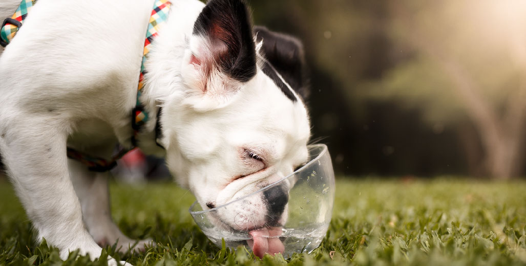dog drinking water out of a bowl